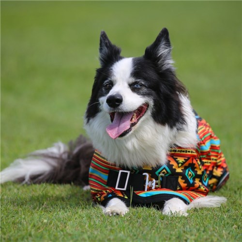 Thermo Master Supreme Dog Coat - Nicoma - Image 4